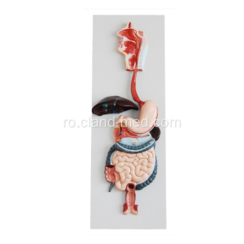 Modelul sistemului digestiv uman